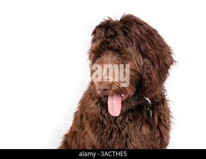 Brauner Hund mit langer rosafarbener Zunge, die zur Seite steht. Entspannter, süßer, flauschiger Hündchen. 1 Jahr alt, weiblich, australische Labradoodle, c Stockfoto
