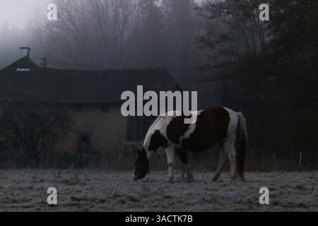Pferd in mystischer Nebelstimmung Stockfoto
