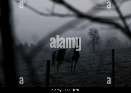 Pferd in mystischer Nebelstimmung Stockfoto