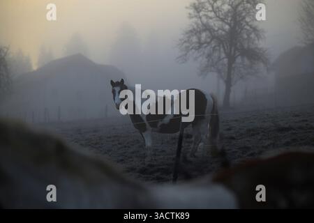 Pferd in mystischer Nebelstimmung Stockfoto