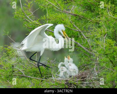 Großer Reiher mit Küken im Nest, Smith Oaks Sanctuary, Texas. Stockfoto