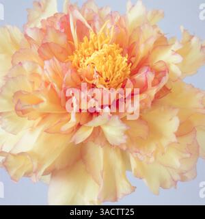 USA, Washington State, Seabeck. Baumpfingstrosenblüte Nahaufnahme. ©Don Paulson / Jaynes Gallery / DanitaDelimont.com Stockfoto