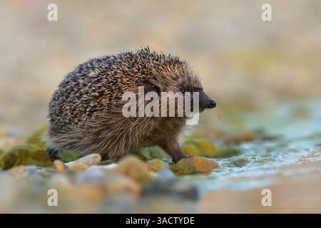 Nördlicher Weißbrust-Igel erinaceus roumanicus Bewohner von trockenem Tiefland Laubwald, Gestrüpp, Gärten, Dörfer, Städte, und Parks, Essen ist es Stockfoto