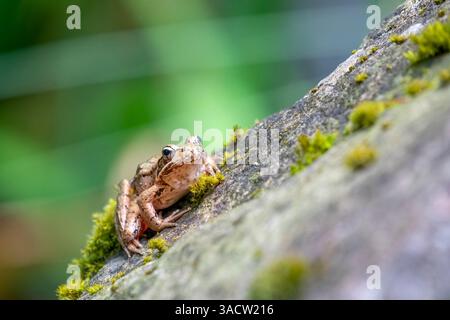 Issaquah, Bundesstaat Washington, USA. Pazifikbaumfrosch, der auf einem Felsen neben einem Teich ruht Stockfoto