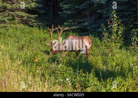 Jasper National Park, Wapiti Grazing, Alberta, Kanada Stockfoto