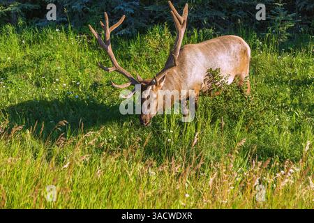 Jasper National Park, Wapiti Grazing, Alberta, Kanada Stockfoto