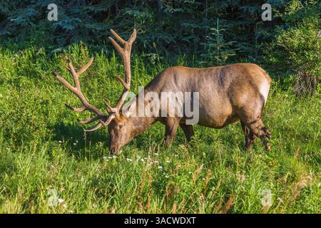 Jasper National Park, Wapiti Grazing, Alberta, Kanada Stockfoto