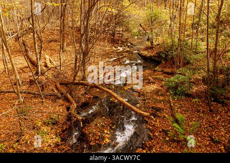 Laubwald und Robinson River Wasserlauf auf dem Whiteoak Canyon Trail im Shenandoah National Park, Virginia, USA Stockfoto