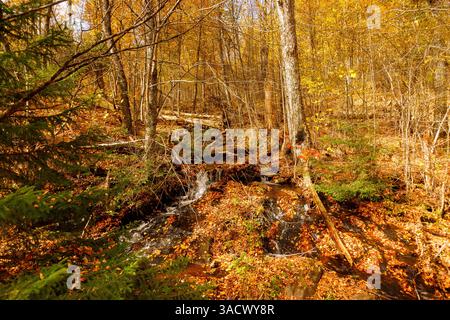 Laubwald und Wasserlauf entlang des Whiteoak Canyon Trail im Shenandoah National Park, Virginia, USA Stockfoto
