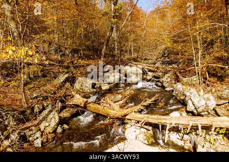 Laubwald und Robinson River Wasserlauf auf dem Whiteoak Canyon Trail im Shenandoah National Park, Virginia, USA Stockfoto