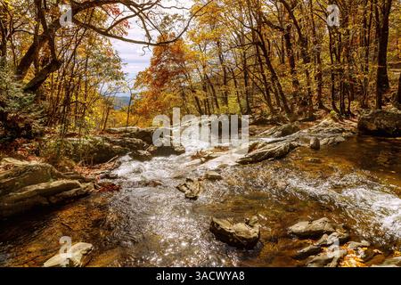 Laubwald und Robinson River Wasserlauf auf dem Whiteoak Canyon Trail im Shenandoah National Park, Virginia, USA Stockfoto
