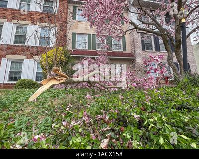 Ein heftiger Sturm über Nacht stürzte Bäume und beschädigte Autos in Media, PA Delaware County, USA. Tausende ohne Macht und geschlossene Schulbezirke. Stockfoto