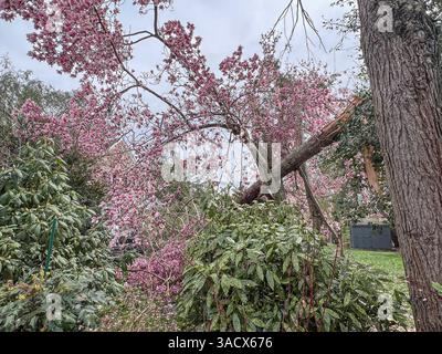 Ein heftiger Sturm über Nacht stürzte Bäume und beschädigte Autos in Media, PA Delaware County, USA. Tausende ohne Macht und geschlossene Schulbezirke. Stockfoto