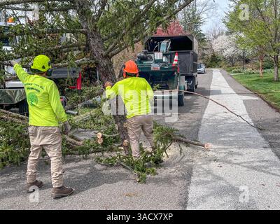 Ein heftiger Sturm über Nacht stürzte Bäume und beschädigte Autos in Media, PA Delaware County, USA. Tausende ohne Macht und geschlossene Schulbezirke. Stockfoto