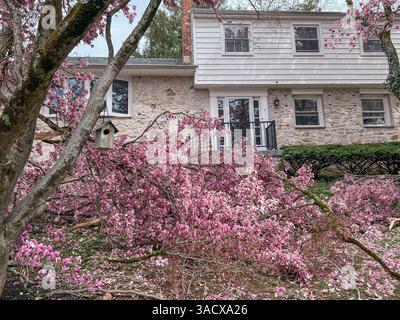 Ein heftiger Sturm über Nacht stürzte Bäume und beschädigte Autos in Media, PA Delaware County, USA. Tausende ohne Macht und geschlossene Schulbezirke. Stockfoto