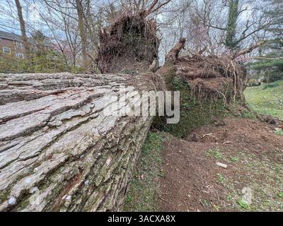 Ein heftiger Sturm über Nacht stürzte Bäume und beschädigte Autos in Media, PA Delaware County, USA. Tausende ohne Macht und geschlossene Schulbezirke. Stockfoto