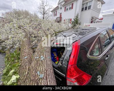 Ein heftiger Sturm über Nacht stürzte Bäume und beschädigte Autos in Media, PA Delaware County, USA. Tausende ohne Macht und geschlossene Schulbezirke. Stockfoto