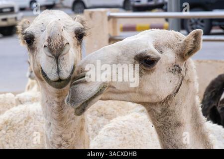 Saudi-Arabien, Al-Qassim, Buraydah. Kamele auf dem Al Qassim Viehmarkt. Stockfoto