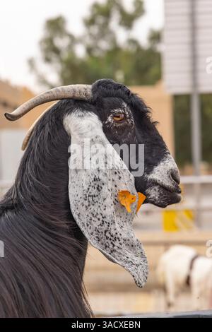 Saudi-Arabien, Al-Qassim, Buraydah. Eine Ziege auf dem Al Qassim Viehmarkt. Stockfoto