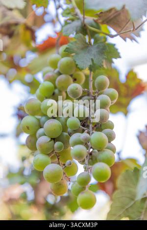 Türkei, Nazilli. Ein Haufen Trauben auf der Rebe. Stockfoto
