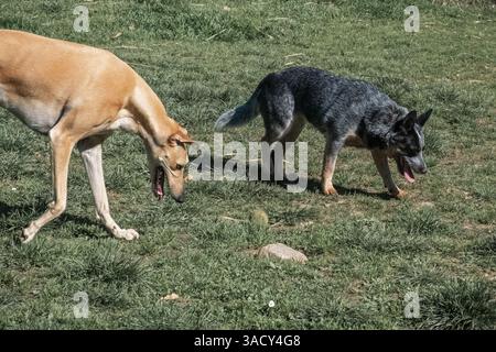 Ivo, der spanische windhund galgo, und Bunji, der australische Rinderhund Blue heeler, spielen auf einer Wiese Stockfoto