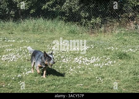 Bunji, der australische Rinderhund Blue heeler, der auf einer Wiese spielt Stockfoto