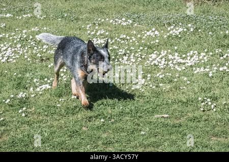 Bunji, der australische Rinderhund Blue heeler, der auf einer Wiese spielt Stockfoto