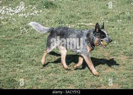 Bunji, der australische Rinderhund Blue heeler, der auf einer Wiese spielt Stockfoto