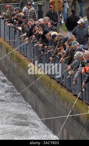 29. August 2008 – Bellingham, Washington, USA – Anglerlinien in den Whatcom Creek, um in Bellingham, Washington, Chum-Lachs zu hacken. Chumlachs sind auch als Hundelachs oder Oncorhynchus keta bekannt. Sie werden in Läden und Keta verkauft. Nach Angaben des Washington Department of Fish and Game ist der Chum Lachs einer der am häufigsten vorkommenden pazifischen Lachse in Washington (Credit Image: John Hagen/ZUMAPRESS.com). Stockfoto