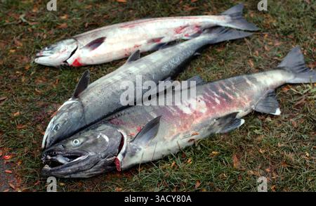 29. August 2008 - Bellingham, Washington, USA - drei Lachse ruhen im Gras, nachdem sie vom Whatcom Creek in der Innenstadt von Bellingham, Washington, gezogen wurden. Chumlachs sind auch als Hundelachs oder Oncorhynchus keta bekannt. Sie werden in Läden und Keta verkauft. Nach Angaben des Washington Department of Fish and Game ist der Chum Lachs einer der am häufigsten vorkommenden pazifischen Lachse in Washington (Credit Image: John Hagen/ZUMAPRESS.com). Stockfoto