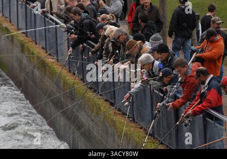 29. August 2008 – Bellingham, Washington, USA – Anglerlinien in den Whatcom Creek, um in Bellingham, Washington, Chum-Lachs zu hacken. Chumlachs sind auch als Hundelachs oder Oncorhynchus keta bekannt. Sie werden in Läden und Keta verkauft. Nach Angaben des Washington Department of Fish and Game ist der Chum Lachs einer der am häufigsten vorkommenden pazifischen Lachse in Washington (Credit Image: John Hagen/ZUMAPRESS.com). Stockfoto