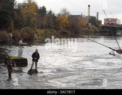 29. August 2008 – Bellingham, Washington, USA – Anglerlinien in den Whatcom Creek, um in Bellingham, Washington, Chum-Lachs zu hacken. Chumlachs sind auch als Hundelachs oder Oncorhynchus keta bekannt. Sie werden in Läden und Keta verkauft. Nach Angaben des Washington Department of Fish and Game ist der Chum Lachs einer der am häufigsten vorkommenden pazifischen Lachse in Washington (Credit Image: John Hagen/ZUMAPRESS.com). Stockfoto