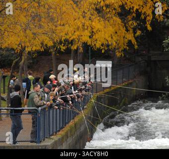 29. August 2008 – Bellingham, Washington, USA – Anglerlinien in den Whatcom Creek, um in Bellingham, Washington, Chum-Lachs zu hacken. Chumlachs sind auch als Hundelachs oder Oncorhynchus keta bekannt. Sie werden in Läden und Keta verkauft. Nach Angaben des Washington Department of Fish and Game ist der Chum Lachs einer der am häufigsten vorkommenden pazifischen Lachse in Washington (Credit Image: John Hagen/ZUMAPRESS.com). Stockfoto