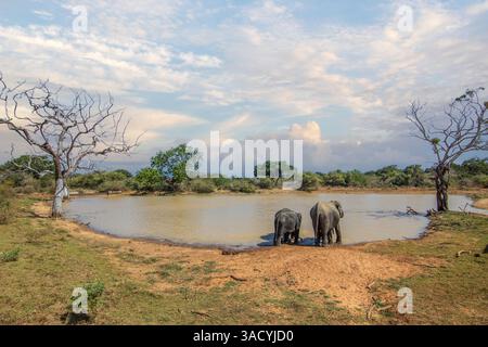 Trockene subtropische Landschaft auf einer Insel, Elefanten, die sich in einem geschützten Wasserloch im Yala-Nationalpark, Sri Lanka, Asien, abkühlen möchten Stockfoto
