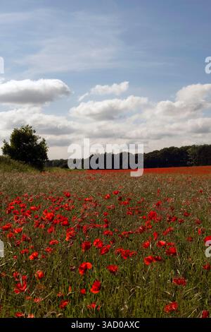 Mohnfelder Graswolken rot Gier blau Stockfoto