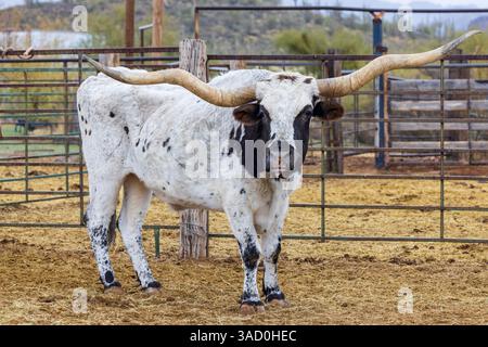 Longhorn-Bulle auf einer Ranch in Arizona, USA. Stockfoto