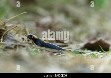 Salamandra salamandra alias Feuersalamander in seinem Lebensraum auf dem Feld in der Nähe des Waldes. Frühlingsamphibienwanderung. Bedrohte Arten. Stockfoto