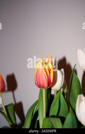 Rote und gelbe Tulpe in Blüte, umgeben von weißen Knospen, fotografiert in weichem natürlichem Licht gegen eine neutrale Wand. Minimalistisches Frühlingsstillleben Stockfoto