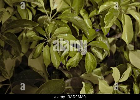Eine Gruppe von glänzend grünen Blättern einer Schefflera-Art oder Zwergschirm-Pflanze, die in einer üppigen Gartenumgebung mit ihrer leuchtenden, glänzenden grünen Farbe aufgenommen wird Stockfoto