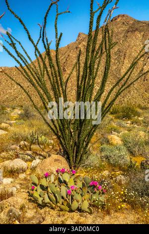 USA, Kalifornien, Anza Borrego Desert State Park. Blühender biberschwanzkaktus und Ocotillo-Pflanze. ©Cathy & Gordon Illg / Jaynes Gallery / DanitaDelimont Stockfoto