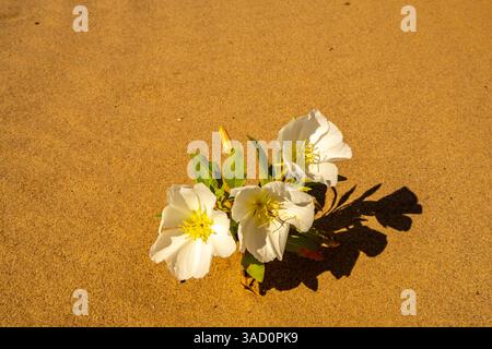USA, Kalifornien, Imperial Sand Dunes Recreation Area. Nahaufnahme von Nachtkerzenblüten im Sand. ©Cathy & Gordon Illg / Jaynes Gallery / DanitaDeli Stockfoto