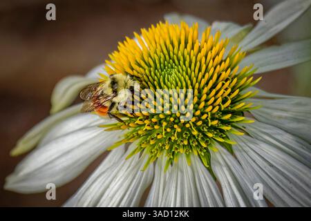 USA, Colorado, Fort Collins. Hummel auf Echinacea-Blüte. Als Fred Lord / Jaynes Gallery / DanitaDelimont.com Stockfoto