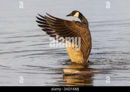Kanadas Gänsebaden, Flügelschlag im Feuchtgebiet Marion County, Illinois. Stockfoto