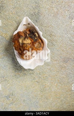 Herbstliches Stillleben, verwöhnter Kürbis auf einer Muschelschale Stockfoto