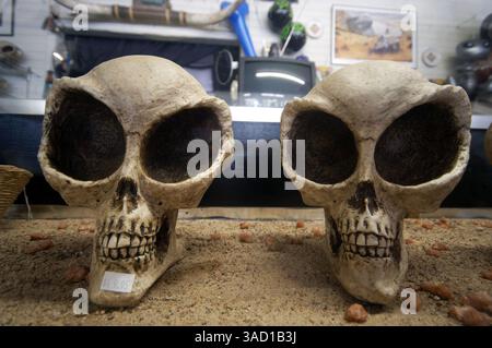 Juli 2007 - Roswell, New Mexico, USA - „Alien Skulls“ zum Verkauf in einem Souvenirladen am Donnerstag, 5. Juli 2007 in Roswell, New Mexico. .2007 jährt sich zum 60. Jahrestag des Roswell-Vorfalls, der angeblichen Entdeckung einer abgestürzten fliegenden Untertasse 30 Meilen nördlich der Innenstadt von Roswell durch den Rancher W. „Mac“ Brazel und der mutmaßlichen „Vertuschung“ durch das US-Militär, die die Überreste an der Absturzstelle offiziell als „einen streng geheimen Wetterballon“ bezeichnete. ..das Roswell-Festival mit einer Vielzahl von Elementen, die Touristen und Gläubige gleichermaßen ansprechen, bietet einen Alien-Kostümwettbewerb, tou Stockfoto