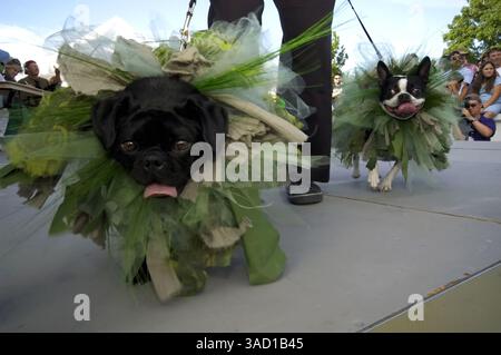 Juli 2007 - Roswell, New Mexico, USA - die Haustierabteilung des Alien Kostümwettbewerbs während des jährlichen UFO Festivals am Samstag, 7. Juli 2007 in Roswell, New Mexico. .2007 jährt sich zum 60. Jahrestag des Roswell-Vorfalls, der angeblichen Entdeckung einer abgestürzten fliegenden Untertasse 30 Meilen nördlich der Innenstadt von Roswell durch den Rancher W. „Mac“ Brazel und der mutmaßlichen „Vertuschung“ durch das US-Militär, die die Überreste an der Absturzstelle offiziell als „einen streng geheimen Wetterballon“ bezeichnete. Das Roswell-Festival, mit einer ganzen Reihe von Elementen, die Touristen und Gläubige gleichermaßen ansprechen Stockfoto