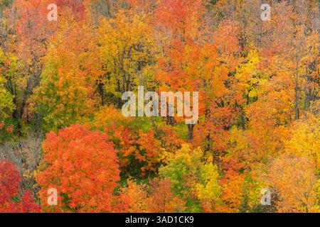 USA, Minnesota, Superior National Forest. Herbstfarben im Wald. ©Don Grall / Jaynes Gallery / DanitaDelimont.com Stockfoto