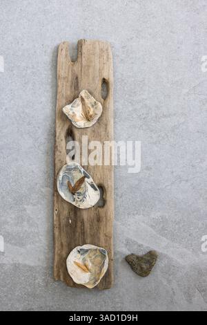 Eine Vielzahl von Objekten aus der Natur, Treibholz, Muschelschalen Stockfoto