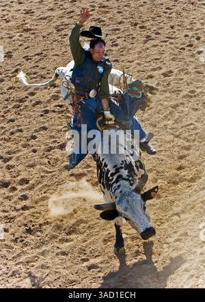 Okt. 2008 - Las Vegas, NV, USA - Ein Cowboy tritt am Sonntag, den 5. Oktober, in Las Vegas, NV. Im Bullenreiten an der Rennstation der National Senior Pro Rodeo Association an. 2008. männliche und weibliche Rodeodarsteller ab 40 Jahren treten das ganze Jahr über in 20 US-bundesstaaten und drei kanadischen Provinzen um das NSPRA-Preisgeld an, das sanktioniert wird. (Kreditbild: © Brian Cahn/ZUMAPRESS.com) Stockfoto