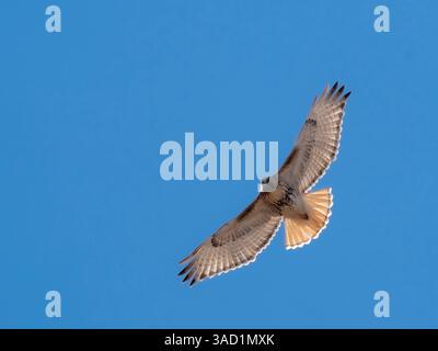 Rotschwanzfalke, Bernardo Wildlife Area, New Mexico Stockfoto